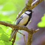 Video Grabber, Chickadee, Titmouse, Bird, Wildlife, Beak