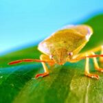 Video Ke Liye Background, Insect, Leafhopper, Leaf, Close, Bug