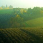 Video Loops Hd, Rapeseed, Field, Oilseed, Landscape, Rural