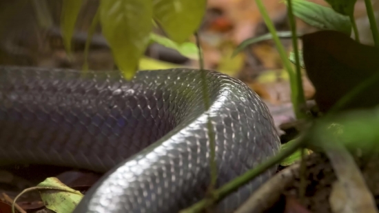 Video No Copyright Background, Snake, Reptile, Thunder Snake, Wildlife, Wild