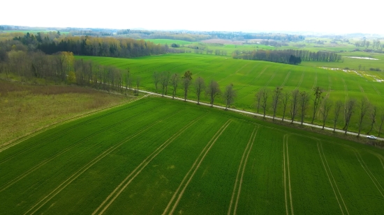 Video No Copyright For Youtube, Rice, Starches, Grain, Landscape, Grass