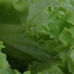 Video Presentation Background Aesthetic, Lettuce, Herb, Vascular Plant, Vegetable, Plant