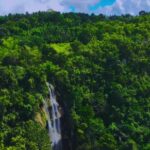 Video Stock Footage, Tree, Woody Plant, Forest, Landscape, Vascular Plant