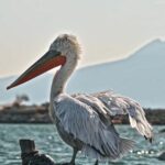 Video Stock Images, Pelican, Seabird, Bird, Aquatic Bird, Beak