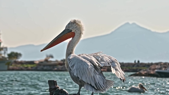 Video Stock Images, Pelican, Seabird, Bird, Aquatic Bird, Beak