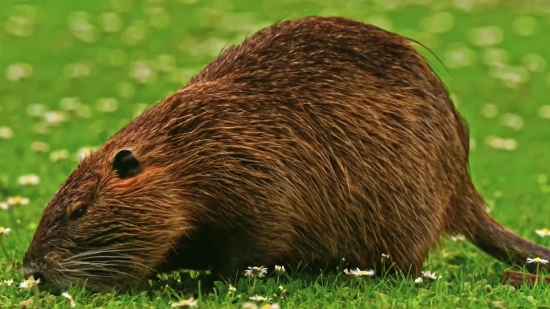 Video Templates Free Download, Beaver, Rodent, Mammal, Wildlife, Fur