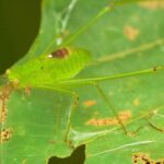 Videobuddy App Download Apkpure, Insect, Arthropod, Leaf, Cricket, Invertebrate