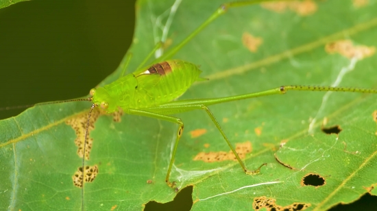 Videobuddy App Download Apkpure, Insect, Arthropod, Leaf, Cricket, Invertebrate