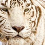 Vidmate Youtube, Tiger, White, Cat, Feline, Wildlife