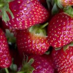 Vimeo Copyright Free Videos, Strawberry, Berry, Fruit, Edible Fruit, Strawberries