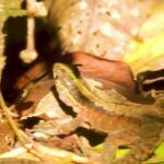 Viral Clip, Lizard, Reptile, Wildlife, Snake, Close