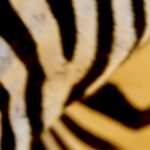 Viral Video Clips, Zebra, Equine, Black, Safari, Texture