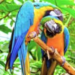 Vlog Music, Macaw, Parrot, Bird, Beak, Feather