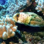 Vn Video Editor, Reef, Puffer, Underwater, Coral Reef, Fish