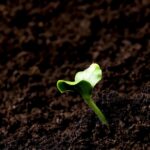 Walking Video Clip Free Download, Seedling, Plant, Leaf, Spring, Growth