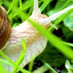 Watermark Free Video Download, Snail, Crookneck, Gastropod, Mollusk, Yellow Squash