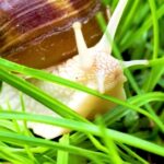 Wave Video Download Free, Sugar, Food, Snail, Plant, Gastropod