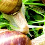 Weather Forecast Background Video Free Download, Snail, Gastropod, Mollusk, Invertebrate, Animal