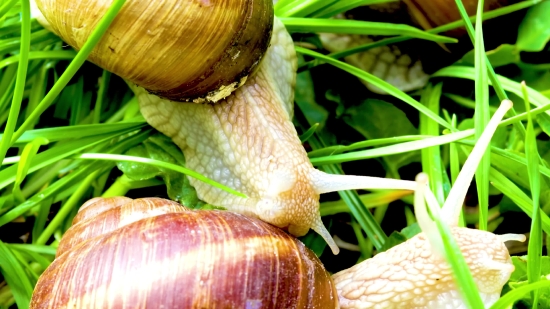 Weather Forecast Background Video Free Download, Snail, Gastropod, Mollusk, Invertebrate, Animal