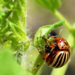 Websites To Get Free Videos, Ladybug, Leaf Beetle, Beetle, Insect, Arthropod