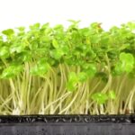 Wedding Anniversary Background Video Effects Hd, Vegetable, Cress, Fresh, Plant, Herb