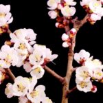 Wedding Chroma Video Free Download, Blossom, Flower, Spring, Tree, Branch