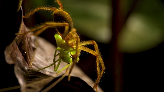 Wedding Motion Background Video Full Hd, Mantis, Insect, Arthropod, Invertebrate, Close