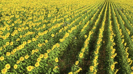 Wolf Stock Video, Rapeseed, Mustard, Oilseed, Field, Herb