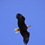 Youtube Mp3 Download, Bald Eagle, Eagle, Bird, Wildlife, Flying