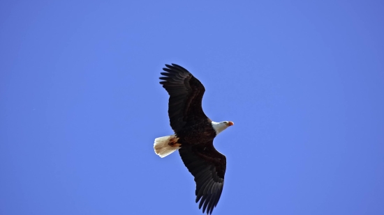 Youtube Mp3 Download, Bald Eagle, Eagle, Bird, Wildlife, Flying