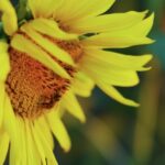 Youtube Music Download Online, Sunflower, Flower, Yellow, Plant, Petal