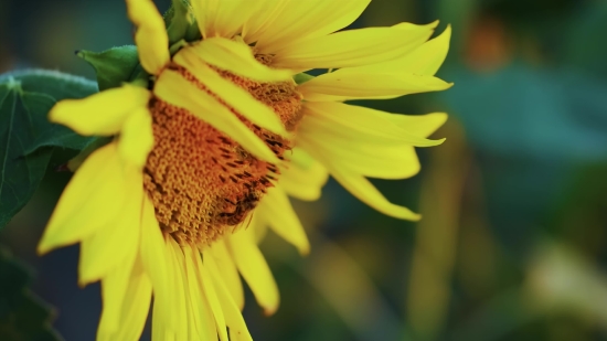 Youtube Music Download Online, Sunflower, Flower, Yellow, Plant, Petal