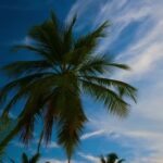 Youtube Short Video Download Online Cut, Coconut, Palm, Tropical, Beach, Tree