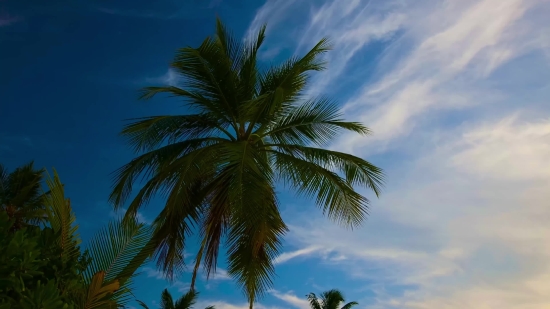 Youtube Short Video Download Online Cut, Coconut, Palm, Tropical, Beach, Tree