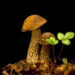 Youtube Stock Video, Mushroom, Fungus, Organism, Vegetable, Produce