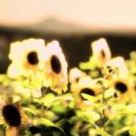 Youtube Video Cutter And Download, Hole, Sunflower, Flower, Plant, Yellow