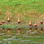 Youtube Video Download Vidmate, Bird, Flamingo, Wading Bird, Aquatic Bird, Water