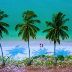 Ytmp3 Conconver, Coconut, Palm, Tree, Beach, Tropical